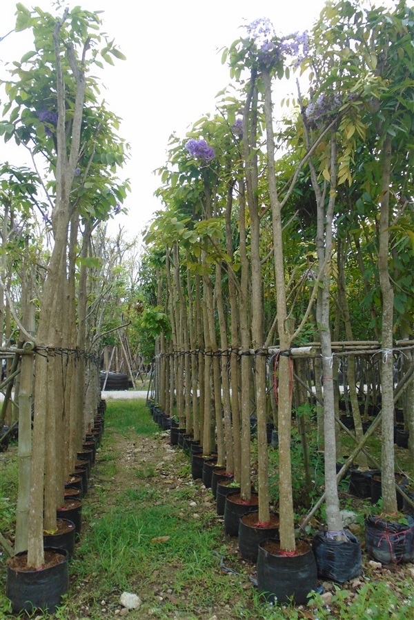 ต้นเสลา ขนาด 2-10 นิ้ว | บ้านและสวนไม้ล้อม - เมืองสระบุรี สระบุรี