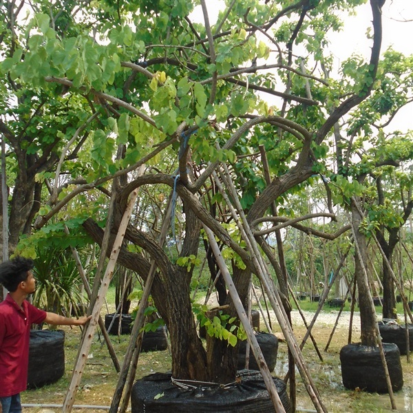 ต้น เสี้ยว เครื่อ ขนาด 18 นิ้ว | บ้านและสวนไม้ล้อม - เมืองสระบุรี สระบุรี