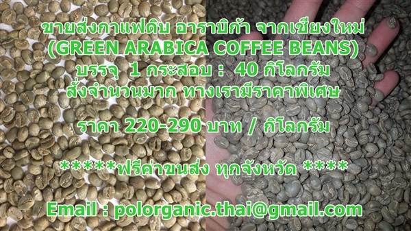 ขายส่งกาแฟดิบ อาราบิก้า จากเชียงใหม่ (GREEN ARABICA COFFEE B | pol organic thai -  ปทุมธานี