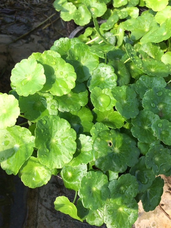 ต้นแว่นแก้ว (Water pennywort) | ฟาร์มรักษ์อินลมัย FarmRukInLamai - เมืองนครราชสีมา นครราชสีมา