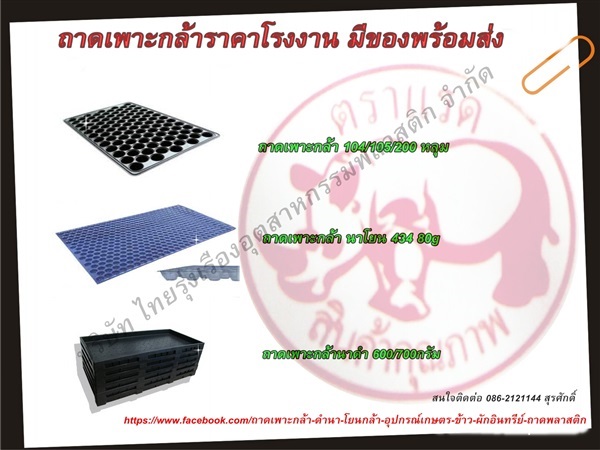 ถาดเพาะกล้า | Tray wholesale price - เมืองนครสวรรค์ นครสวรรค์