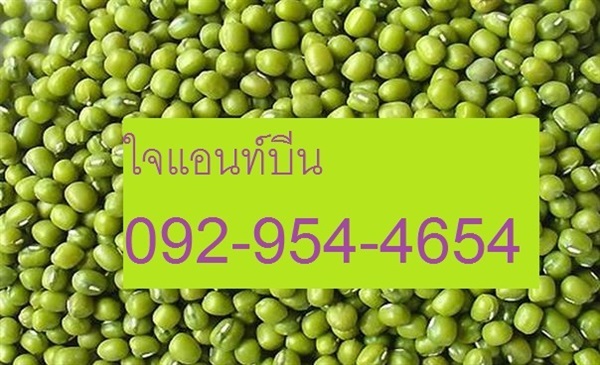 ถั่วเขียว | ไจแอนท์บีน GiantBean - เมืองสุพรรณบุรี สุพรรณบุรี