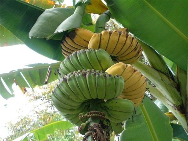 กล้วยเทพพนม | เมล็ดพันธุ์ดี เกษตรวิถีไทย - เมืองระยอง ระยอง