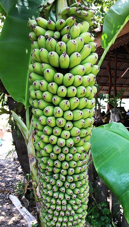 กล้วยร้อยหวี | เมล็ดพันธุ์ดี เกษตรวิถีไทย - เมืองระยอง ระยอง