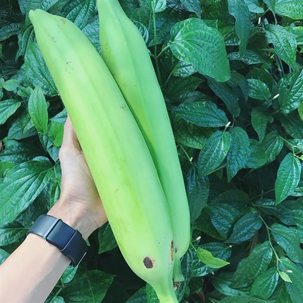 กล้วยงาช้าง | เมล็ดพันธุ์ดี เกษตรวิถีไทย - เมืองระยอง ระยอง