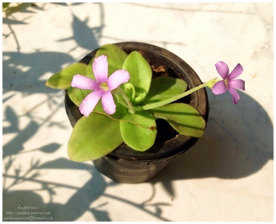 Pinguicula gigantea | พันธุ์ดาหลา - เมืองเชียงใหม่ เชียงใหม่