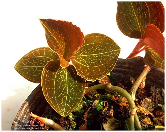 Jewel Orchid | พันธุ์ดาหลา - เมืองเชียงใหม่ เชียงใหม่