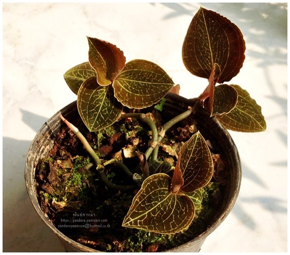 Jewel Orchid | พันธุ์ดาหลา - เมืองเชียงใหม่ เชียงใหม่