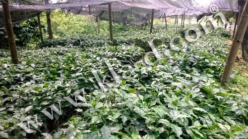กล้ากาแฟ อาราบิก้า คาติมอร์ | สมัคคีเกษตรอินทรีย์พลัส - แม่ฟ้าหลวง เชียงราย