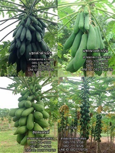 เมล็ดพันธุ์มะละกอราคาส่งจากสวน | สวนมะละกอดาวทอง - เมืองปทุมธานี ปทุมธานี