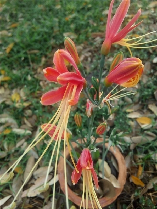 ว่านมหาลาภ (Eucrosia bicolor) | ฟาร์มรักษ์อินลมัย FarmRukInLamai - เมืองนครราชสีมา นครราชสีมา