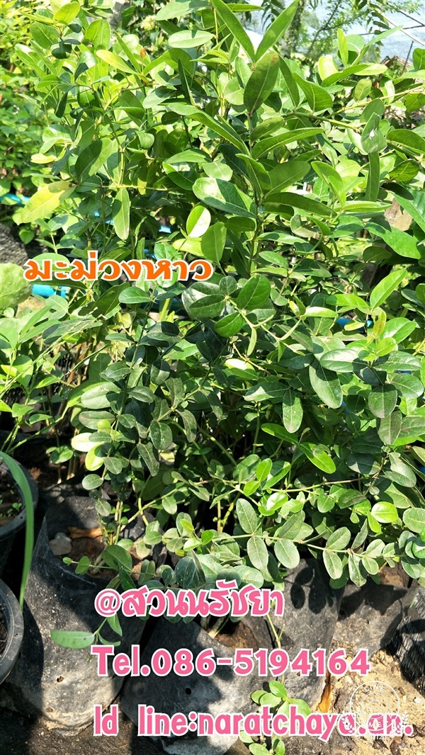 มะม่วงหาวมะนาวโห่ | สวนนรัชยา - วัฒนา กรุงเทพมหานคร