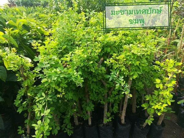 มะขามเทศฝักใหญ่ | Drenglish Garden มหาสารคาม - กันทรวิชัย มหาสารคาม