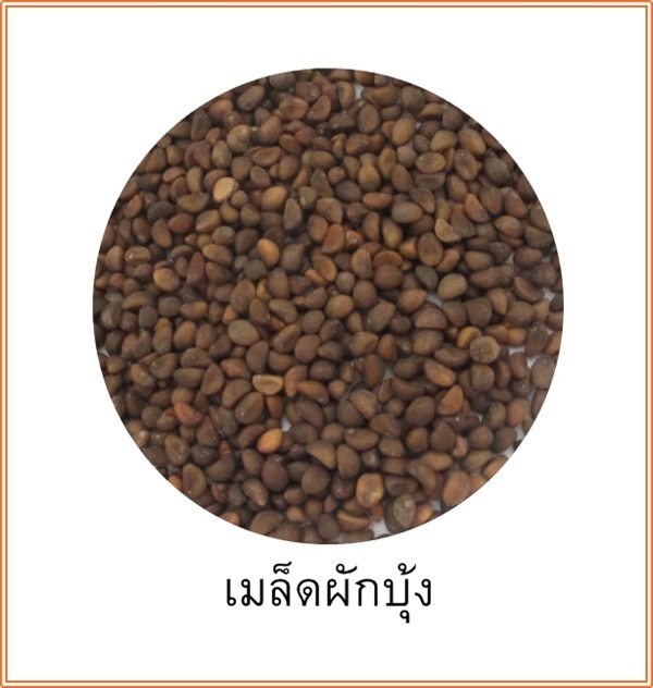 เมล็ดผักบุ้ง เพาะเป็นต้นอ่อนก็ดี เพาะเป็นต้นก็ได้ ขนาด 1 กก.