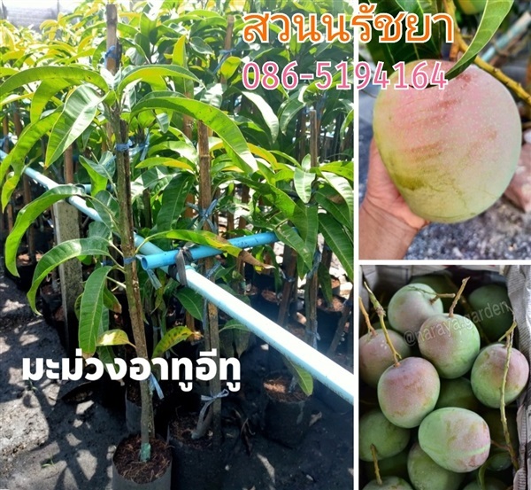 มะม่วงอาทูอีทู | สวนนรัชยา - วัฒนา กรุงเทพมหานคร