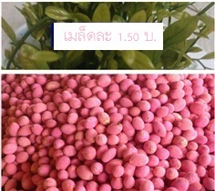 เมล็ดผักหวานป่า เม็ดละ 1.50 บ. | Drenglish Garden มหาสารคาม - กันทรวิชัย มหาสารคาม