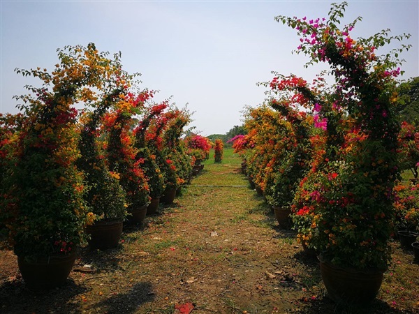 เฟื่องฟ้าทรงงาช้าง | สวนสุขโขไม้ดอกไม้ประดับ - ประจันตคาม ปราจีนบุรี