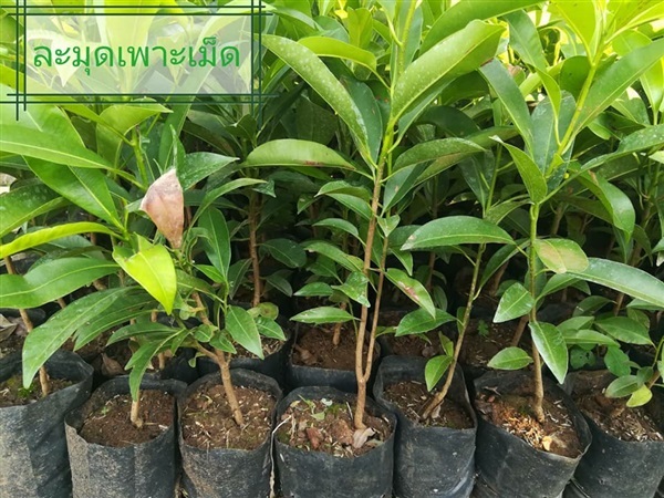 ละมุดเพาะจากเมล็ด | Drenglish Garden มหาสารคาม - กันทรวิชัย มหาสารคาม