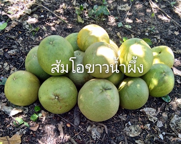 ส้มโอขาวน้ำผึ้ง | สวนริมสุวรรณ - เมืองลำพูน ลำพูน