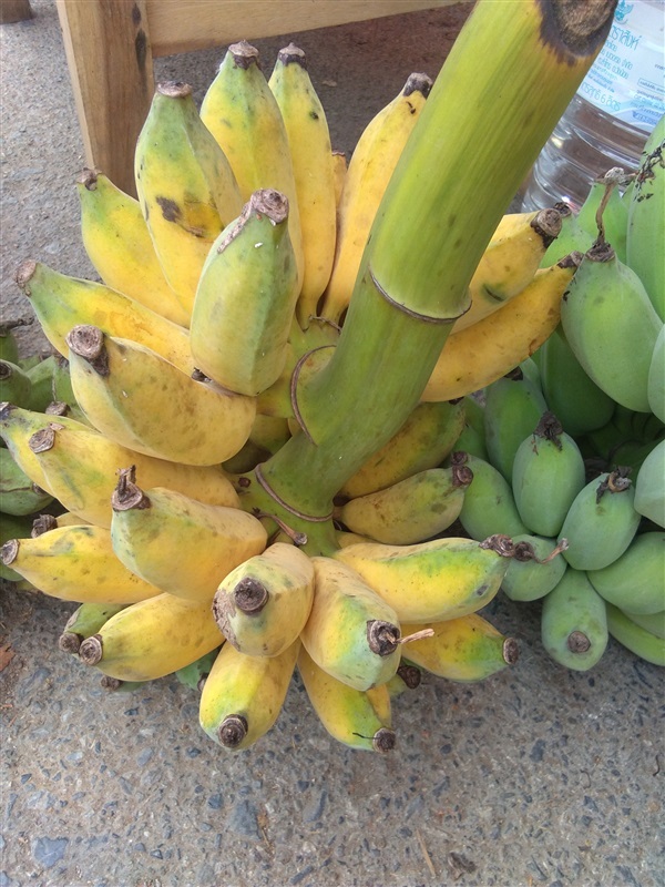 กล้วยน้ำหว้า | สวนริมสุวรรณ - เมืองลำพูน ลำพูน