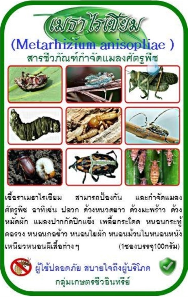 เมธาไรเซียม กำจัดแมลงศัตรูพืช | MICRO@FARMERS - บ่อพลอย กาญจนบุรี