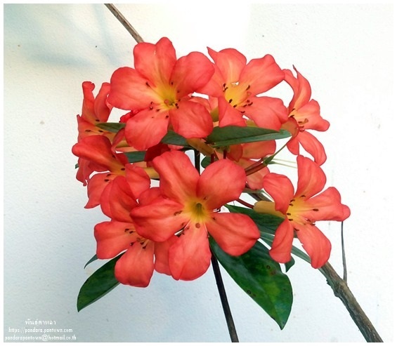 Rhododendron | พันธุ์ดาหลา - เมืองเชียงใหม่ เชียงใหม่