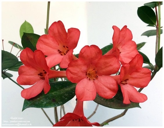 Rhododendron | พันธุ์ดาหลา - เมืองเชียงใหม่ เชียงใหม่