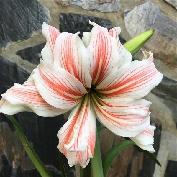 Philadelphia Amarylliss  | Nattyflowers - เจริญศิลป์ สกลนคร