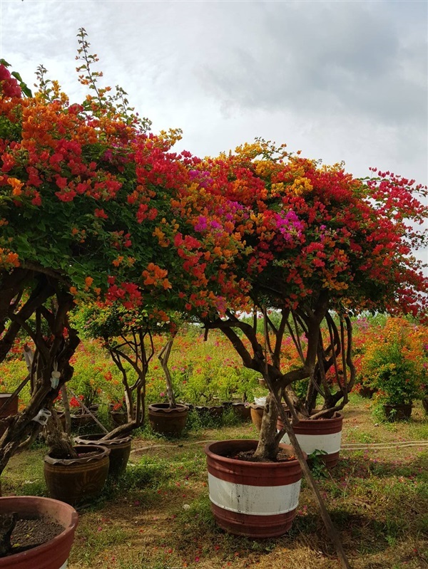 เฟื่องฟ้าทรงหมวกเดี่ยว | สวนสุขโขไม้ดอกไม้ประดับ - ประจันตคาม ปราจีนบุรี