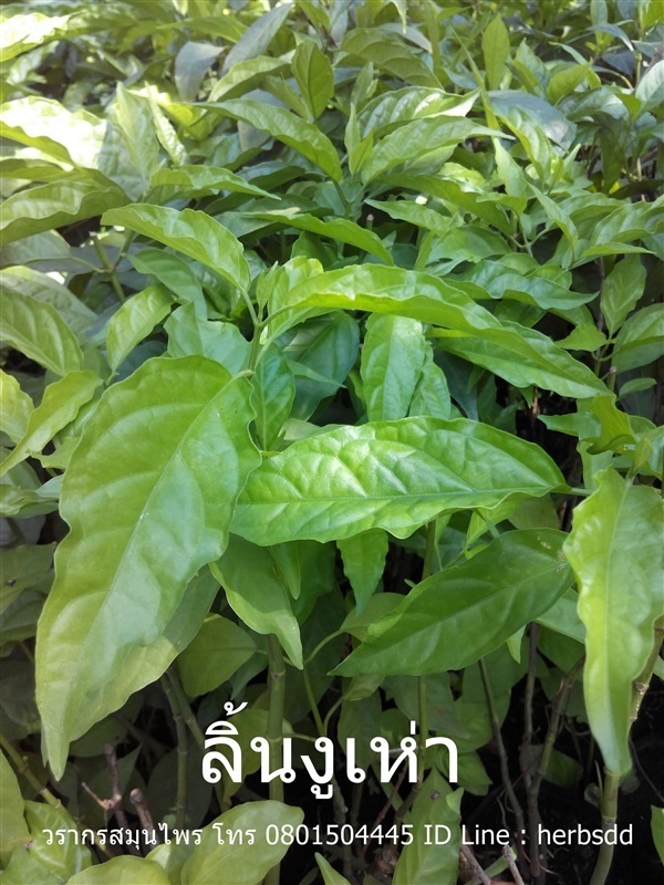 ต้นลิ้นงูเห่า | วรากรสมุนไพร - เมืองนครราชสีมา นครราชสีมา