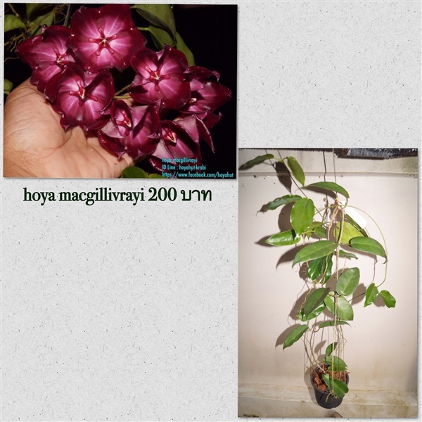 Hoya macgillivrayi | กระท่อมโฮย่า กระบี่ - เหนือคลอง กระบี่