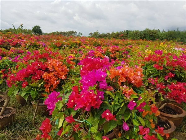 เฟื่องฟ้าคละสีแฟนซี | สวนสุขโขไม้ดอกไม้ประดับ - ประจันตคาม ปราจีนบุรี