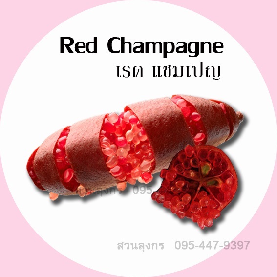 มะนาวคาเวียร์ Red Champagne | มะนาวนิ้วมือ สวนลุงกร - เมืองสิงห์บุรี สิงห์บุรี