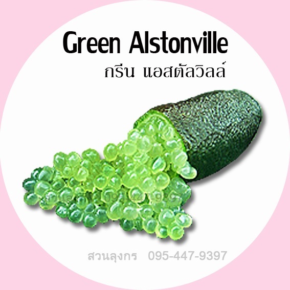 มะนาวคาเวียร์ Green Alstonville | มะนาวนิ้วมือ สวนลุงกร - เมืองสิงห์บุรี สิงห์บุรี