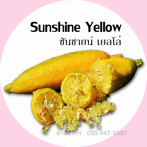 มะนาวคาเวียร์ Sunshine Yellow | มะนาวนิ้วมือ สวนลุงกร - เมืองสิงห์บุรี สิงห์บุรี