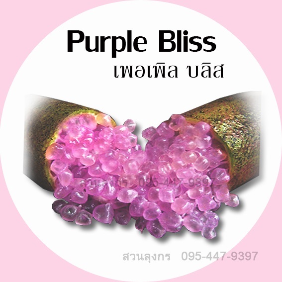 มะนาวคาเวียร์ Purple Bliss | มะนาวนิ้วมือ สวนลุงกร - เมืองสิงห์บุรี สิงห์บุรี