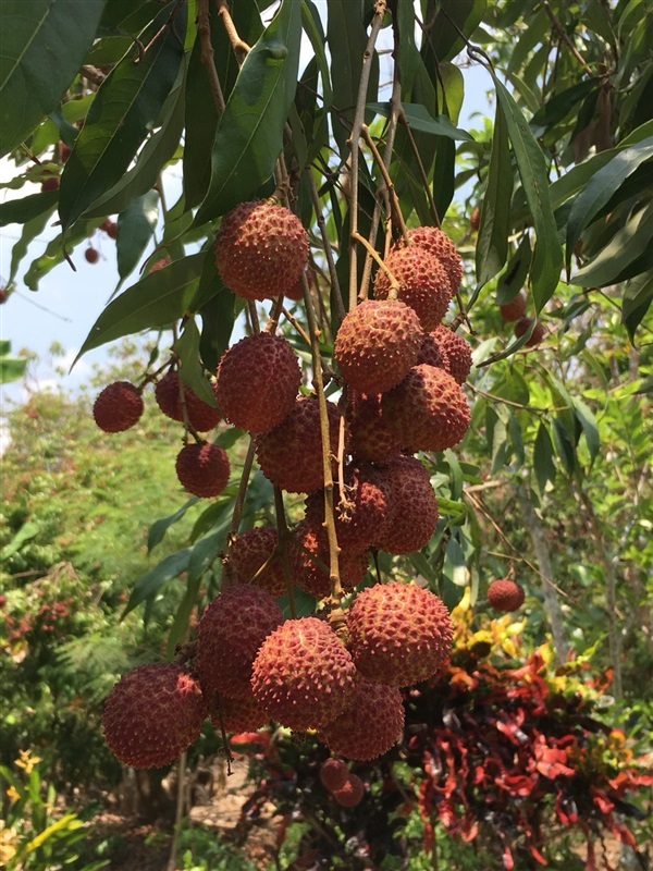 ผลลิ้นจี่  | กิ่งพันธุ์ลิ้นจี่ ส้มโอ สมุทรสงคราม -  สมุทรสงคราม