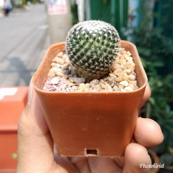 Mammillaria microthele ชื่อไทย แมมนกฮูก | Inizio Cactus - บางบัวทอง นนทบุรี