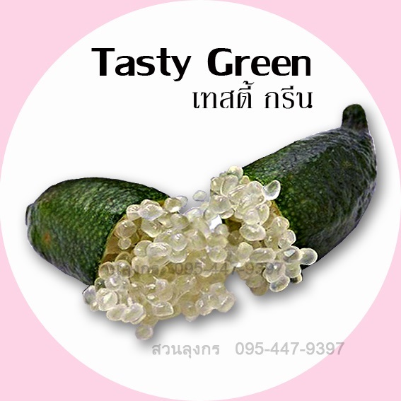 มะนาวคาเวียร์ Tasty Green | มะนาวนิ้วมือ สวนลุงกร - เมืองสิงห์บุรี สิงห์บุรี