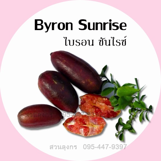 มะนาวคาเวียร์ Byron Sunrise | มะนาวนิ้วมือ สวนลุงกร - เมืองสิงห์บุรี สิงห์บุรี