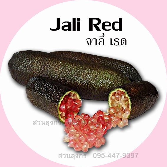 มะนาวคาเวียร์ Jali Red | มะนาวนิ้วมือ สวนลุงกร - เมืองสิงห์บุรี สิงห์บุรี
