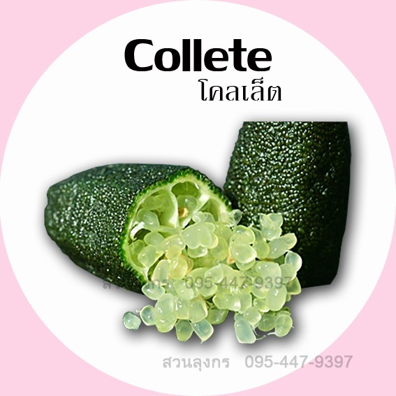 มะนาวคาเวียร์ Collete | มะนาวนิ้วมือ สวนลุงกร - เมืองสิงห์บุรี สิงห์บุรี