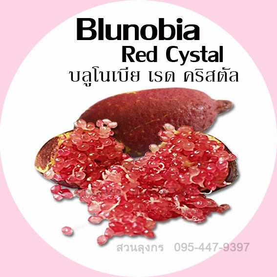 มะนาวคาเวียร์ Blunobia Red Crystal | มะนาวนิ้วมือ สวนลุงกร - เมืองสิงห์บุรี สิงห์บุรี