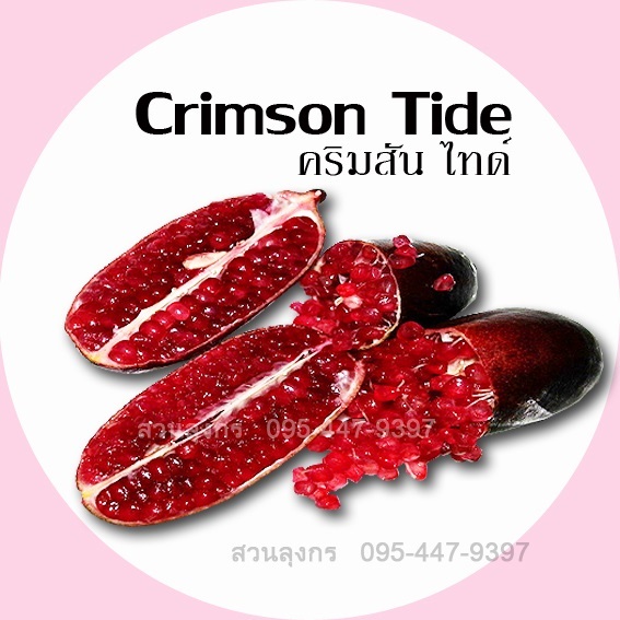 มะนาวคาเวียร์ Crimson Tide
