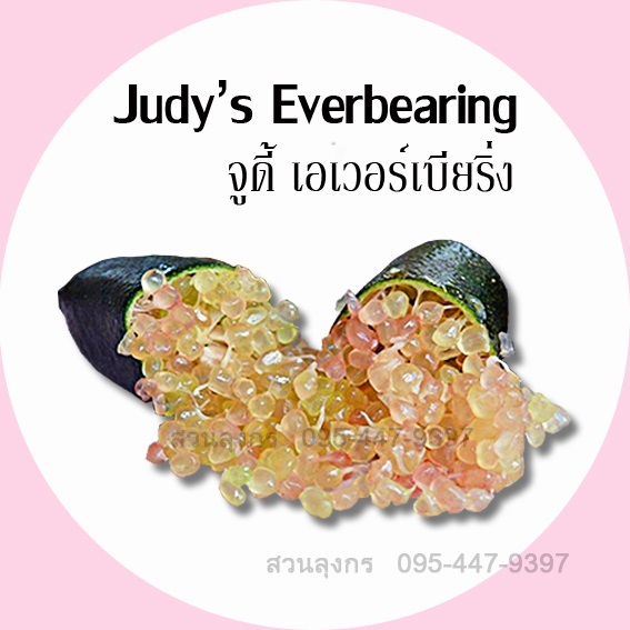 มะนาวคาเวียร์ Judy's Everbearing