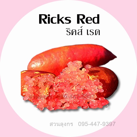 มะนาวคาเวียร์ Ricks Red | มะนาวนิ้วมือ สวนลุงกร - เมืองสิงห์บุรี สิงห์บุรี
