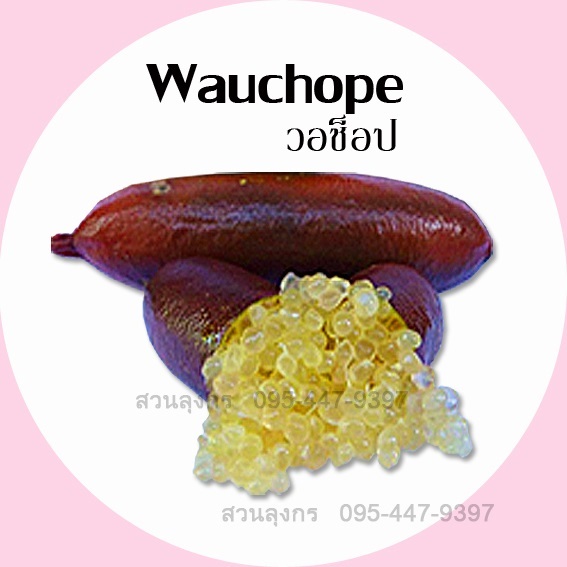 มะนาวคาเวียร์ Wauchope