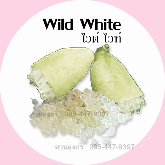 มะนาวคาเวียร์ Wild White | มะนาวนิ้วมือ สวนลุงกร - เมืองสิงห์บุรี สิงห์บุรี