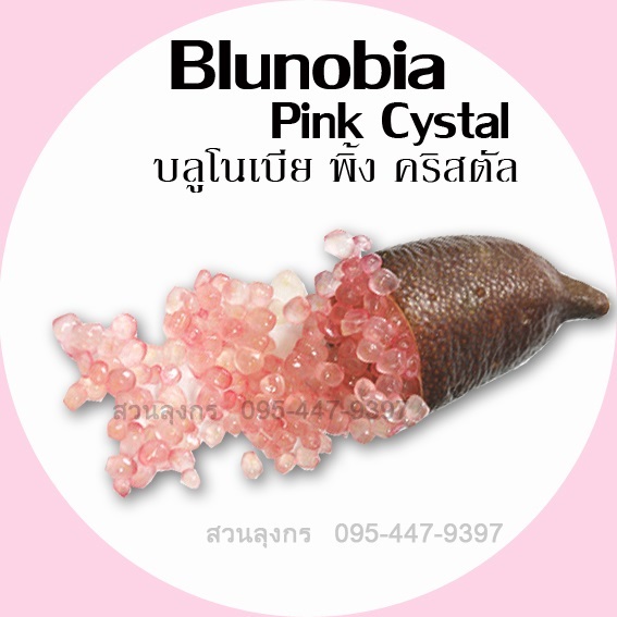 มะนาวคาเวียร์ Blunobia Pink Crystal | มะนาวนิ้วมือ สวนลุงกร - เมืองสิงห์บุรี สิงห์บุรี