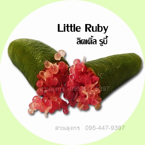มะนาวคาเวียร์ Little Ruby (ติดผลเร็ว) | มะนาวนิ้วมือ สวนลุงกร - เมืองสิงห์บุรี สิงห์บุรี